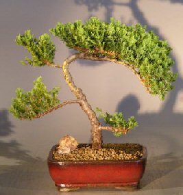 Juniper Bonsai Tree - Trained <br><i></i>(juniper procumbens nana) 