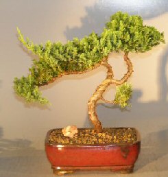 Juniper Bonsai Tree - Trained <br><i></i>(juniper procumbens nana) 