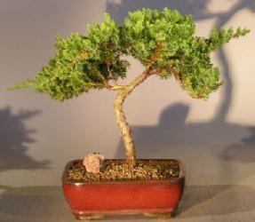 Juniper Bonsai Tree - Trained <br><i></i>(juniper procumbens nana) 