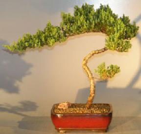 Juniper Bonsai Tree - Trained <br><i></i>(juniper procumbens nana) 