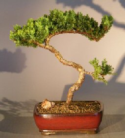 Juniper Bonsai Tree - Trained <br><i></i>(juniper procumbens nana) 