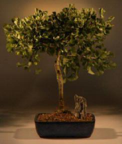 Witches Broom Gingko Bonsai Tree<br><i>(gingko biloba)</i>