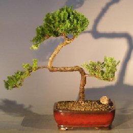 Juniper Bonsai Tree - Trained <br><i></i>(juniper procumbens nana) 