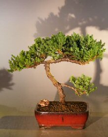 Juniper Bonsai Tree - Trained <br><i></i>(juniper procumbens nana) 