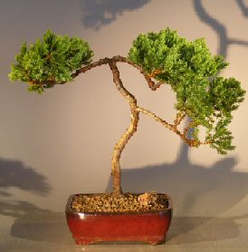 Juniper Bonsai Tree - Trained <br><i></i>(juniper procumbens nana) 