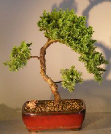 Juniper Bonsai Tree - Trained <br><i></i>(juniper procumbens nana) 