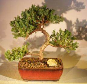 Juniper Bonsai Tree - Trained <br><i></i>(juniper procumbens nana) 