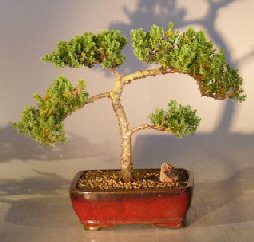 Juniper Bonsai Tree - Trained <br><i></i>(juniper procumbens nana) 