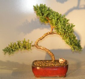 Juniper Bonsai Tree - Trained <br><i></i>(juniper procumbens nana) 