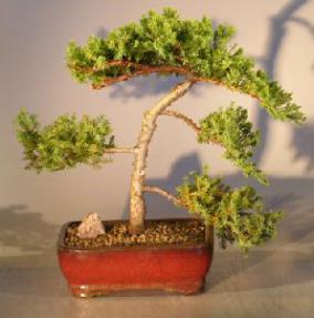 Juniper Bonsai Tree - Trained <br><i></i>(juniper procumbens nana) 