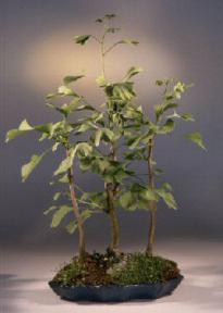 Ginkgo Bonsai Tree<br><i>(ginkgo biloba)</i>