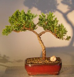 Juniper Bonsai Tree - Trained <br><i></i>(juniper procumbens nana) 