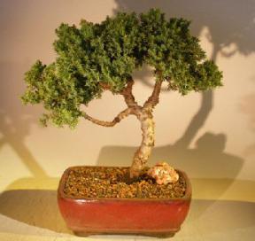 Juniper Bonsai Tree - Trained <br><i></i>(juniper procumbens nana) 