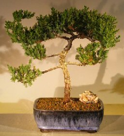 Juniper Bonsai Tree - Trained <br><i></i>(juniper procumbens nana) 