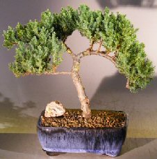 Juniper Bonsai Tree - Trained <br><i></i>(juniper procumbens nana) 