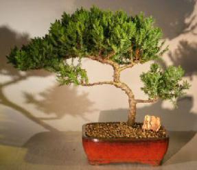 Juniper Bonsai Tree - Trained <br><i></i>(juniper procumbens nana) 