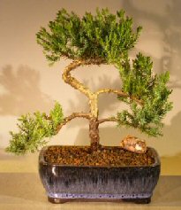 Juniper Bonsai Tree - Trained <br><i></i>(juniper procumbens nana)