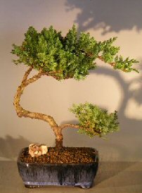 Juniper Bonsai Tree - Trained <br><i></i>(juniper procumbens nana) 