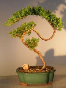 Juniper Bonsai Tree - Trained <br><i></i>(juniper procumbens nana) 