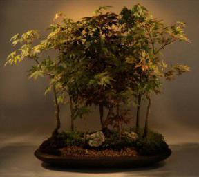 Japanese Red/Green Maple Bonsai Tree<br><i>(acer palmatum)</i>