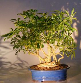 Hawaiian Umbrella Bonsai Tree - Banyan Style<br><i></i>(arboricola schfflera)