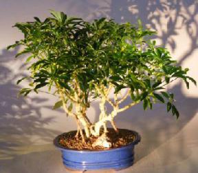 Hawaiian Umbrella Bonsai Tree - Banyan Style<br><i></i>(arboricola schfflera)