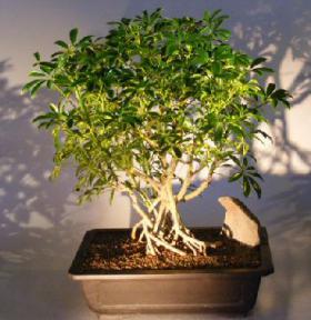 Hawaiian Umbrella Bonsai Tree - Banyan Style<br><i></i>(arboricola schfflera)