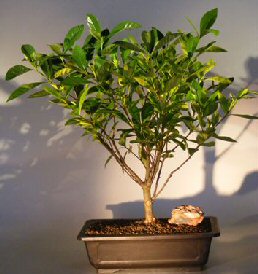 Flowering Gardenia<br><i></i>(jasminoides miami supreme)