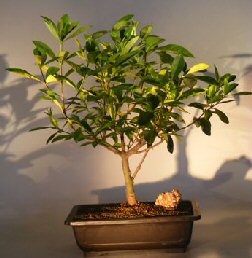 Flowering Gardenia<br><i></i>(jasminoides miami supreme)