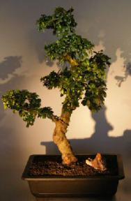 Flowering Fukien Tea Bonsai Tree<br><i>(ehretia microphylla)</i>