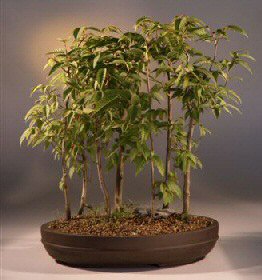 Japanese Hornbeam Bonsai Tree<br><i>(carpinus japonica)</i>