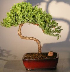 Juniper Bonsai Tree - Trained <br><i></i>(juniper procumbens nana) 