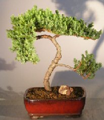 Juniper Bonsai Tree - Trained <br><i></i>(juniper procumbens nana) 