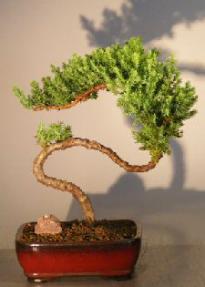 Juniper Bonsai Tree - Trained <br><i></i>(juniper procumbens nana) 