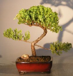 Juniper Bonsai Tree - Trained <br><i></i>(juniper procumbens nana) 