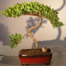 Juniper Bonsai Tree - Trained <br><i></i>(juniper procumbens nana) 