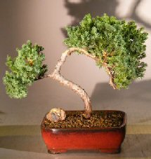 Juniper Bonsai Tree - Trained <br><i></i>(juniper procumbens nana) 