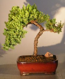 Juniper Bonsai Tree - Trained <br><i></i>(juniper procumbens nana) 