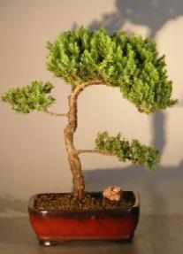 Juniper Bonsai Tree - Trained <br><i></i>(juniper procumbens nana) 