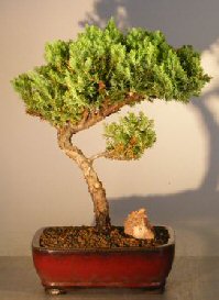 Juniper Bonsai Tree - Trained <br><i></i>(juniper procumbens nana) 