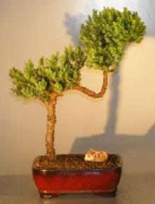 Juniper Bonsai Tree - Trained <br><i></i>(juniper procumbens nana) 