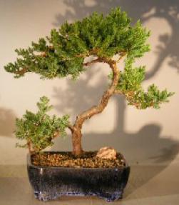 Juniper Bonsai Tree - Trained <br><i></i>(juniper procumbens nana) 