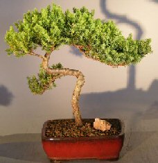 Juniper Bonsai Tree - Trained <br><i></i>(juniper procumbens nana) 