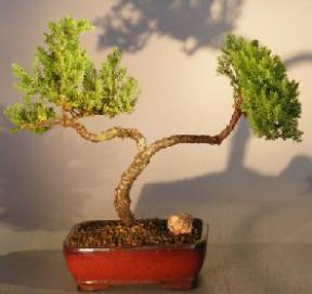 Juniper Bonsai Tree - Trained <br><i></i>(juniper procumbens nana) 