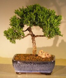 Juniper Bonsai Tree - Trained <br><i></i>(juniper procumbens nana)