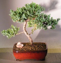 Juniper Bonsai Tree - Trained <br><i></i>(juniper procumbens nana) 