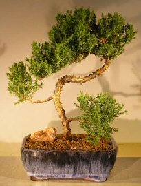 Juniper Bonsai Tree - Trained <br><i></i>(juniper procumbens nana)