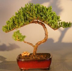 Juniper Bonsai Tree - Trained <br><i></i>(juniper procumbens nana) 