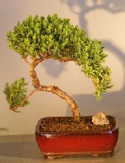 Juniper Bonsai Tree - Trained <br><i></i>(juniper procumbens nana) 