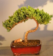 Juniper Bonsai Tree - Trained <br><i></i>(juniper procumbens nana) 